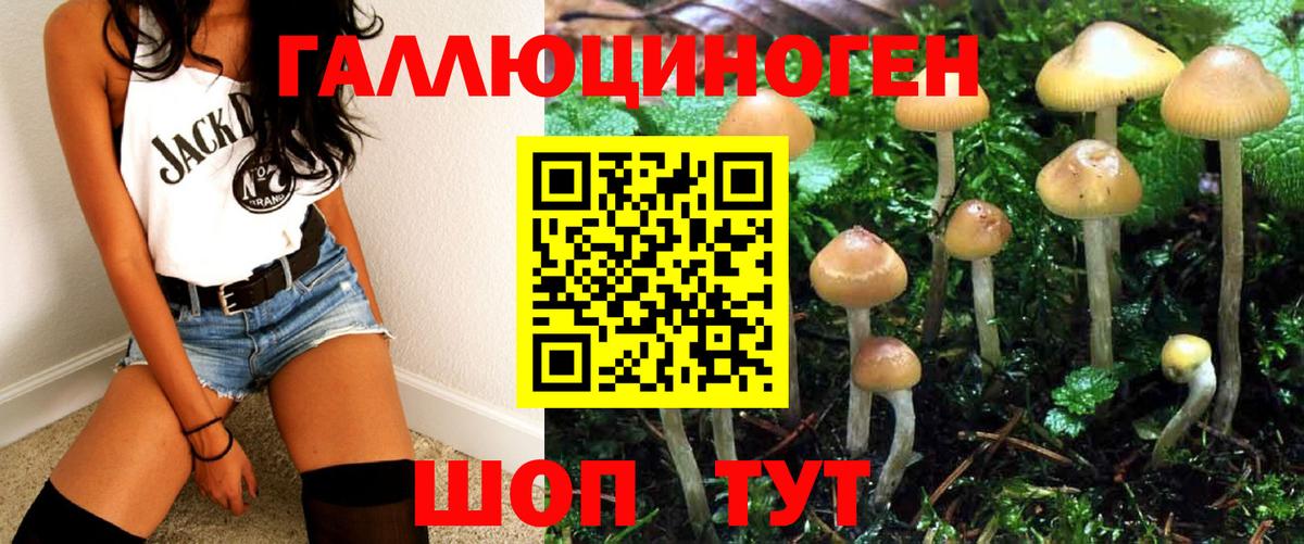 Псилоцибиновые грибы Psilocybe Ахтубинск